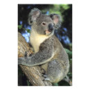 Buscar árbol de eucalipto posters Animal