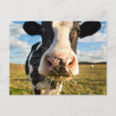 Buscar vacas lecheras postales Pastoreo