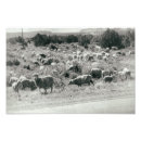 Buscar corderos fotografía Rebaño de ovejas