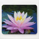 Buscar waterlily Meditación