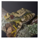 Buscar anfibio azulejos Treefrog