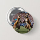 Buscar kangaroo chapas Australiano