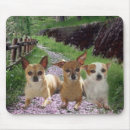 Buscar chihuahua alfombrillas de raton Animales