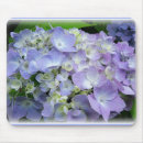 Buscar hydrangea purpura Bígaro