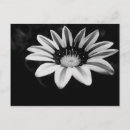 Buscar gazanie postales Gazania