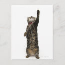 Buscar felines fotografía Animales