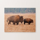 Buscar bisontes puzzles Toro