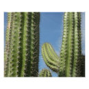Buscar cactus de barril posters General y unisex
