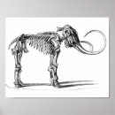 Buscar animales prehistóricos posters Huesos