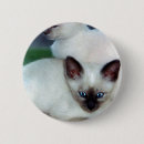 Buscar gatito siamés pins Felino