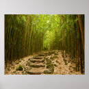 Buscar bambú verde posters Fotografía