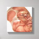 Buscar músculo lienzos Partes del cuerpo humanas