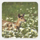 Buscar venado de cola blanca pegatinas Exterior