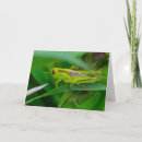 Buscar saltamontes tarjetas Fotografía