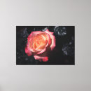 Buscar sheila Rosa