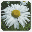 Buscar gotas pegatinas Flores