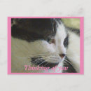 Buscar gato blanco y negro postales Amante del gato