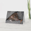 Buscar dumbo tarjetas 4 º rata