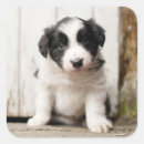 Buscar collie pegatinas Cachorro de colmena