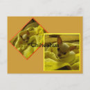 Buscar chihuahuas postales General y unisex