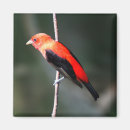 Buscar birdwatching imanes Pájaro