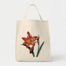 Buscar amaryllis Granger