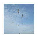 Buscar gaviotas arte Blanco