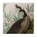 Buscar américa azulejos Naturaleza