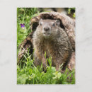 Buscar marmotas postales Vida silvestre