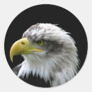 Buscar bald eagle pegatinas Águila calva