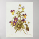 Buscar viola posters Pansy
