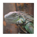 Buscar iguana azulejos Lagarto