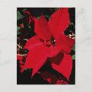 Buscar pointsettia rojo Para todos