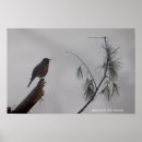 Buscar petirrojo posters Invierno