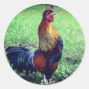 Buscar rooster pegatinas Pájaro