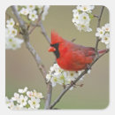 Buscar cardenal rojo pegatinas Fauna