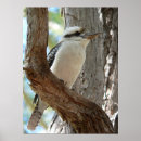 Buscar martín pescador posters Kookaburra