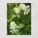 Buscar vulgares postales Flor