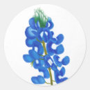 Buscar atún pegatinas Texas bluebonnet