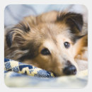 Buscar sheltie pegatinas Lindo