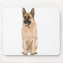 Buscar shephard alemán Perro