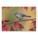 Buscar titmouse copetudo Vigilante de pájaro
