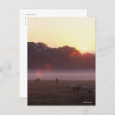 Buscar caballo árabe postales Animales