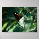 Buscar rama de árbol posters Hoja
