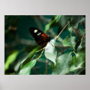 Buscar cartero arte Mariposa