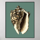 Buscar tesoro posters Conchas
