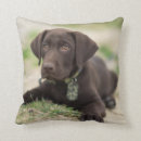 Buscar perro del labrador retriever cojines Perrito