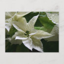 Buscar poinsettia blanco tarjetas Para ella