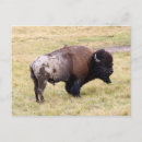 Buscar bisonte postales Animal