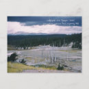 Buscar pino postales Parque nacional de yellowstone